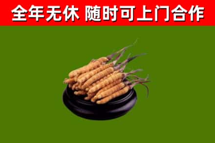 阜平回收冬虫夏草